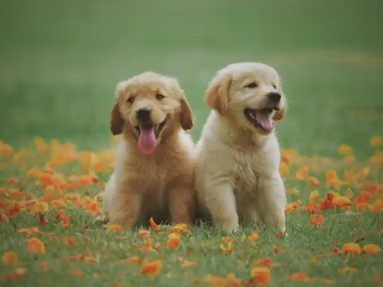 Two Happy Dogs